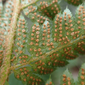 Photographie n°2445072 du taxon Polystichum setiferum (Forssk.) T.Moore ex Woyn.