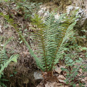 Photographie n°2445074 du taxon Polystichum setiferum (Forssk.) T.Moore ex Woyn.