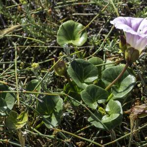 Photographie n°2445097 du taxon Convolvulus soldanella L.