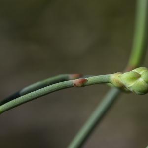 Photographie n°2445115 du taxon Ephedra distachya L. [1753]