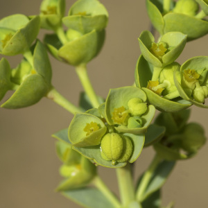 Photographie n°2445123 du taxon Euphorbia paralias L.