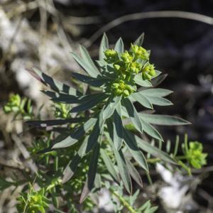 Photographie n°2445124 du taxon Euphorbia paralias L.