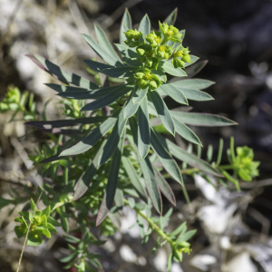 Photographie n°2445128 du taxon Euphorbia segetalis subsp. portlandica (L.) Litard. [1936]