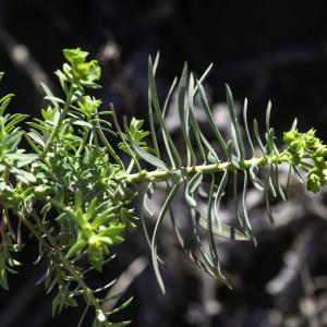 Photographie n°2445129 du taxon Euphorbia segetalis subsp. portlandica (L.) Litard. [1936]