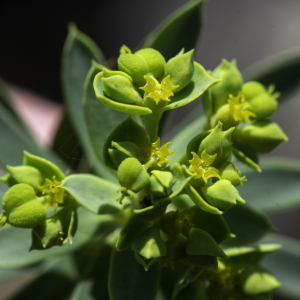 Photographie n°2445130 du taxon Euphorbia segetalis subsp. portlandica (L.) Litard. [1936]