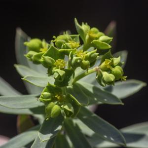 Photographie n°2445131 du taxon Euphorbia segetalis subsp. portlandica (L.) Litard. [1936]