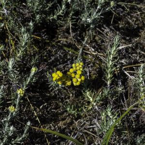 Photographie n°2445145 du taxon Helichrysum stoechas (L.) Moench [1794]