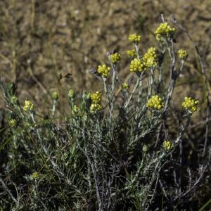 Photographie n°2445146 du taxon Helichrysum stoechas (L.) Moench [1794]