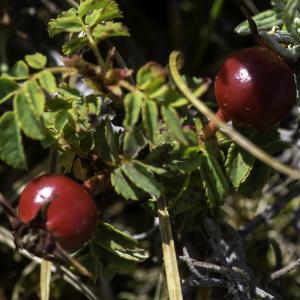 Photographie n°2445219 du taxon Rosa spinosissima L.