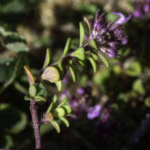 Photographie n°2445250 du taxon Thymus drucei Ronniger [1924]