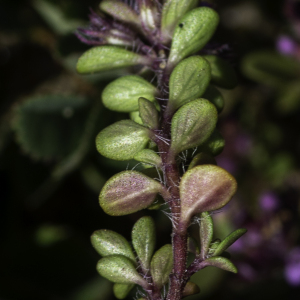 Photographie n°2445261 du taxon Thymus drucei Ronniger [1924]