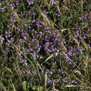 Photographie n°2445263 du taxon Thymus drucei Ronniger [1924]