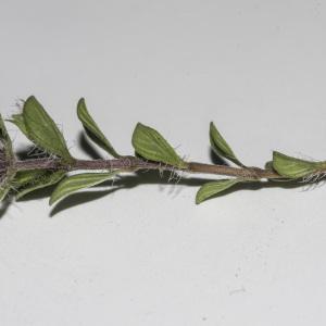 Photographie n°2445266 du taxon Thymus drucei Ronniger [1924]