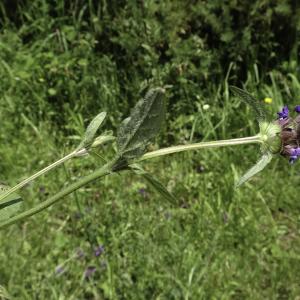 Photographie n°2445310 du taxon Prunella grandiflora (L.) Schöller [1775]
