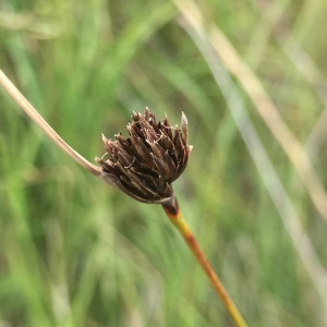 Photographie n°2445335 du taxon Schoenus nigricans L. [1753]