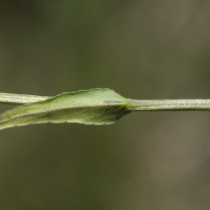 Photographie n°2445338 du taxon Campanula patula L. [1753]