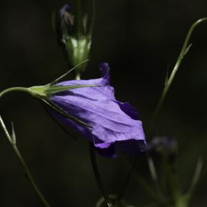 Photographie n°2445339 du taxon Campanula patula L. [1753]