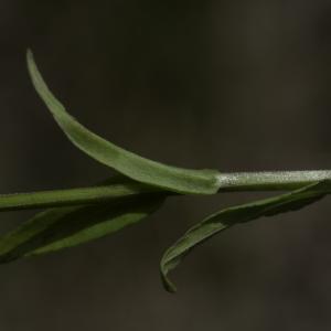 Photographie n°2445341 du taxon Campanula patula L. [1753]