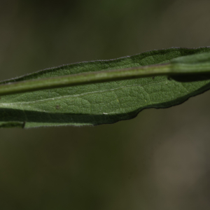 Photographie n°2445347 du taxon Centaurea decipiens Thuill. [1799]