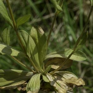 Photographie n°2445360 du taxon Centaurium erythraea Rafn [1800]