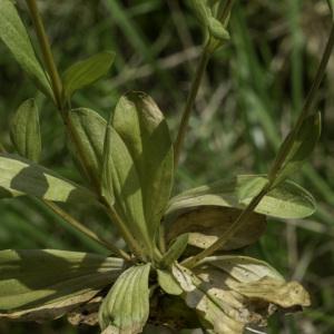 Photographie n°2445361 du taxon Centaurium erythraea Rafn [1800]