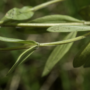 Photographie n°2445363 du taxon Centaurium erythraea Rafn [1800]