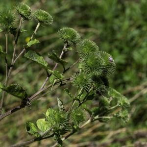 Photographie n°2445402 du taxon Arctium lappa L. [1753]