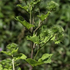 Photographie n°2445404 du taxon Arctium lappa L. [1753]