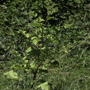 Photographie n°2445405 du taxon Arctium lappa L. [1753]