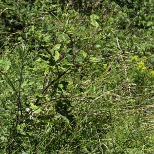 Photographie n°2445406 du taxon Arctium lappa L. [1753]