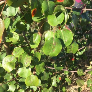 Photographie n°2445414 du taxon Pyrus communis L. [1753]