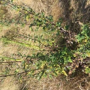 Photographie n°2445422 du taxon Artemisia vulgaris L. [1753]