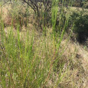 Photographie n°2445423 du taxon Cytisus scoparius (L.) Link [1822]