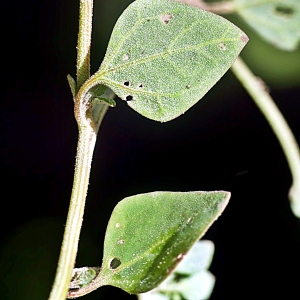 Photographie n°2445483 du taxon Chenopodium vulvaria L. [1753]