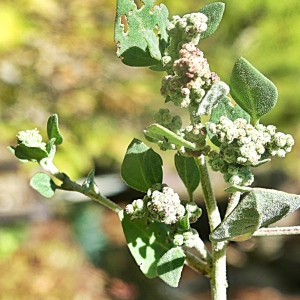 Photographie n°2445484 du taxon Chenopodium vulvaria L. [1753]