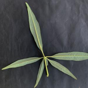 Photographie n°2445490 du taxon Vitex agnus-castus L. [1753]