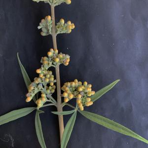 Photographie n°2445491 du taxon Vitex agnus-castus L. [1753]