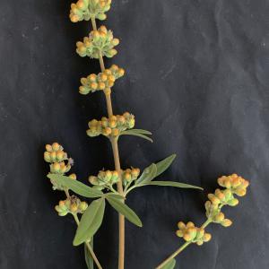 Photographie n°2445498 du taxon Vitex agnus-castus L. [1753]