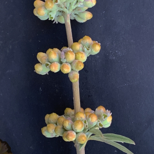 Photographie n°2445499 du taxon Vitex agnus-castus L. [1753]