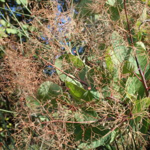 Photographie n°2445581 du taxon Cotinus coggygria Scop.