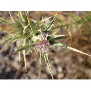 Carthamus dentatus (Forssk.) Vahl