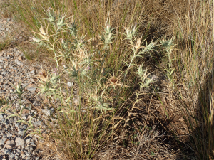 Sylvain Piry, le 18 août 2020 (Καρβέλι (Grèce, Péloponnèse, Messenia, Kalamata, Artemisia, vers le col (945 m)))