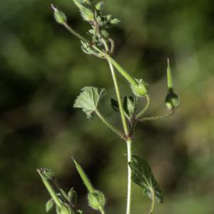 Photographie n°2445606 du taxon Geranium rotundifolium L.
