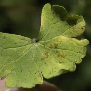 Photographie n°2445608 du taxon Geranium rotundifolium L.