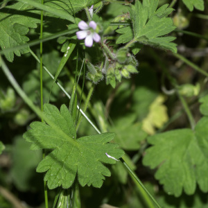 Photographie n°2445611 du taxon Geranium rotundifolium L.