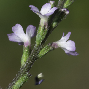 Photographie n°2445616 du taxon Verbena officinalis L. [1753]