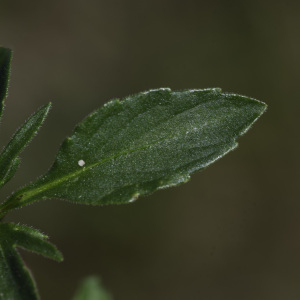 Photographie n°2445631 du taxon Viola tricolor L. [1753]