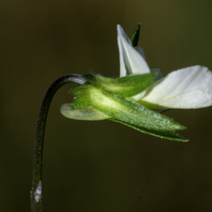 Photographie n°2445632 du taxon Viola tricolor L. [1753]