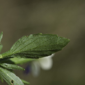 Photographie n°2445633 du taxon Viola tricolor L. [1753]