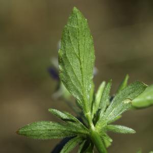 Photographie n°2445634 du taxon Viola tricolor L. [1753]